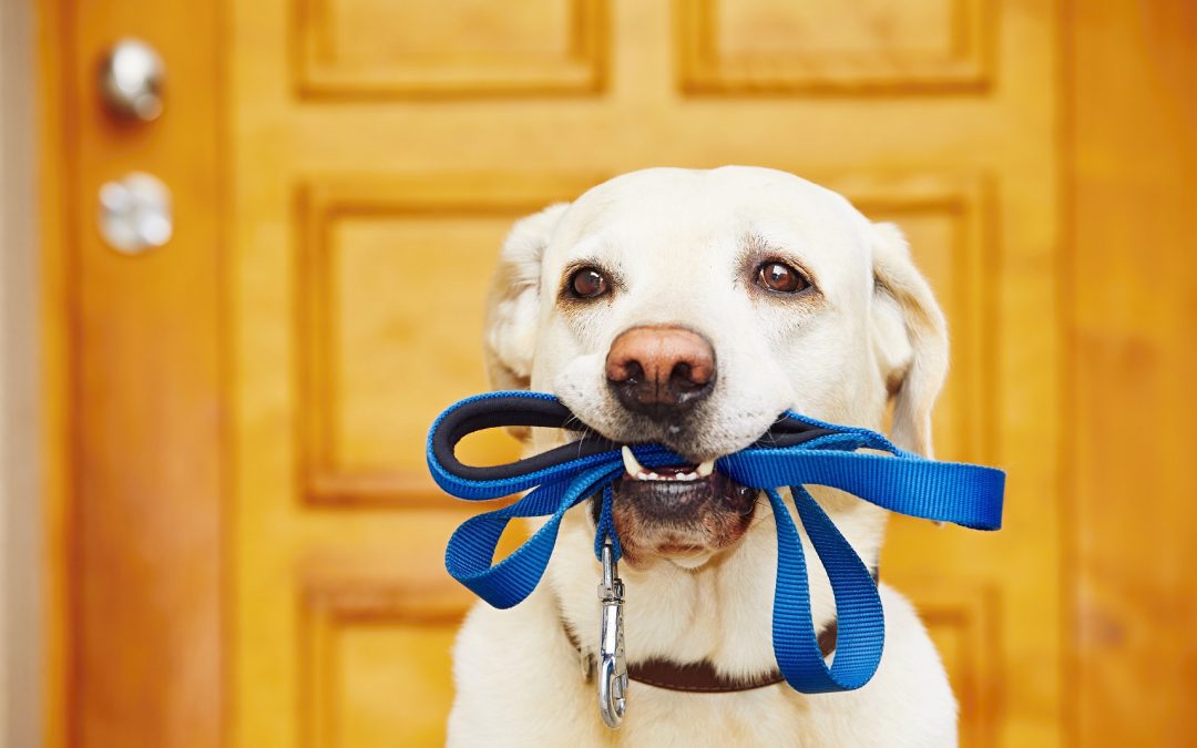 Adriestramiento: Cómo beneficia a su perro