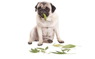 Plantas más tóxicas que afectan a las mascotas