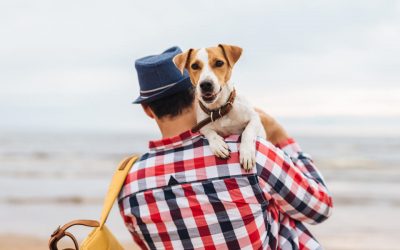 Como evitar la otitis en los perros
