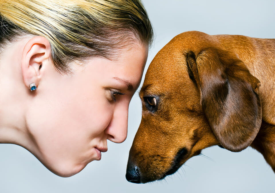 10 factores al adoptar una mascota